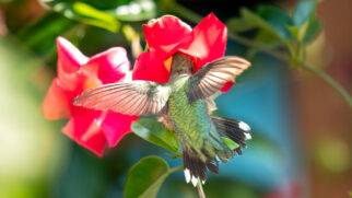 Flores ricas em néctar são um dos principais atrativos para os polinizadores em áreas urbanas (Foto: Pexels)