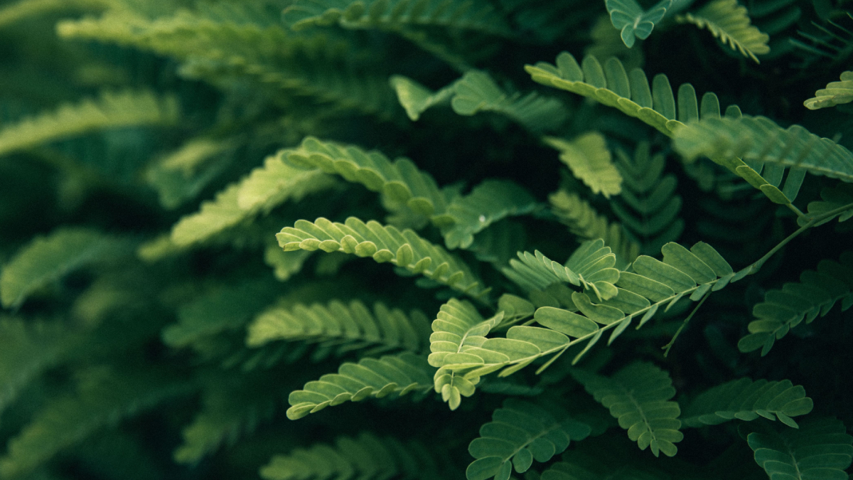 A escolha da planta ideal depende da iluminação do ambiente e da dedicação aos cuidados diários (Foto: Pexels)