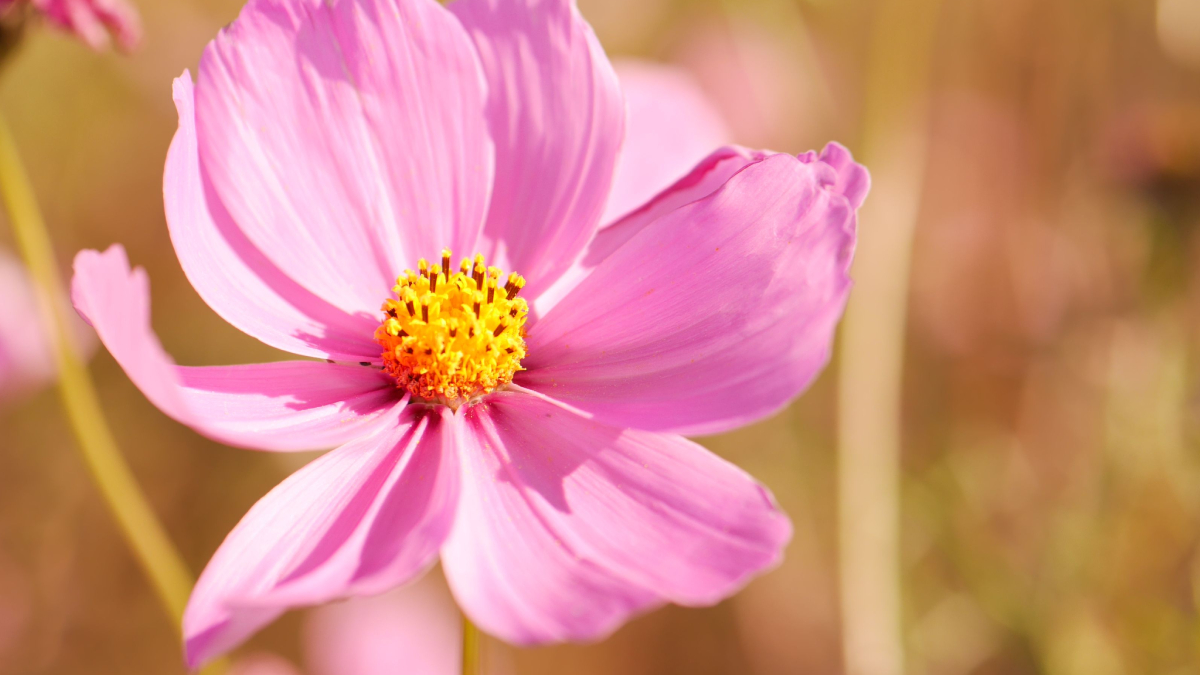 Originária das Américas, a cosmos ganhou espaço em projetos de paisagismo pela praticidade e beleza (Foto: Pexels)