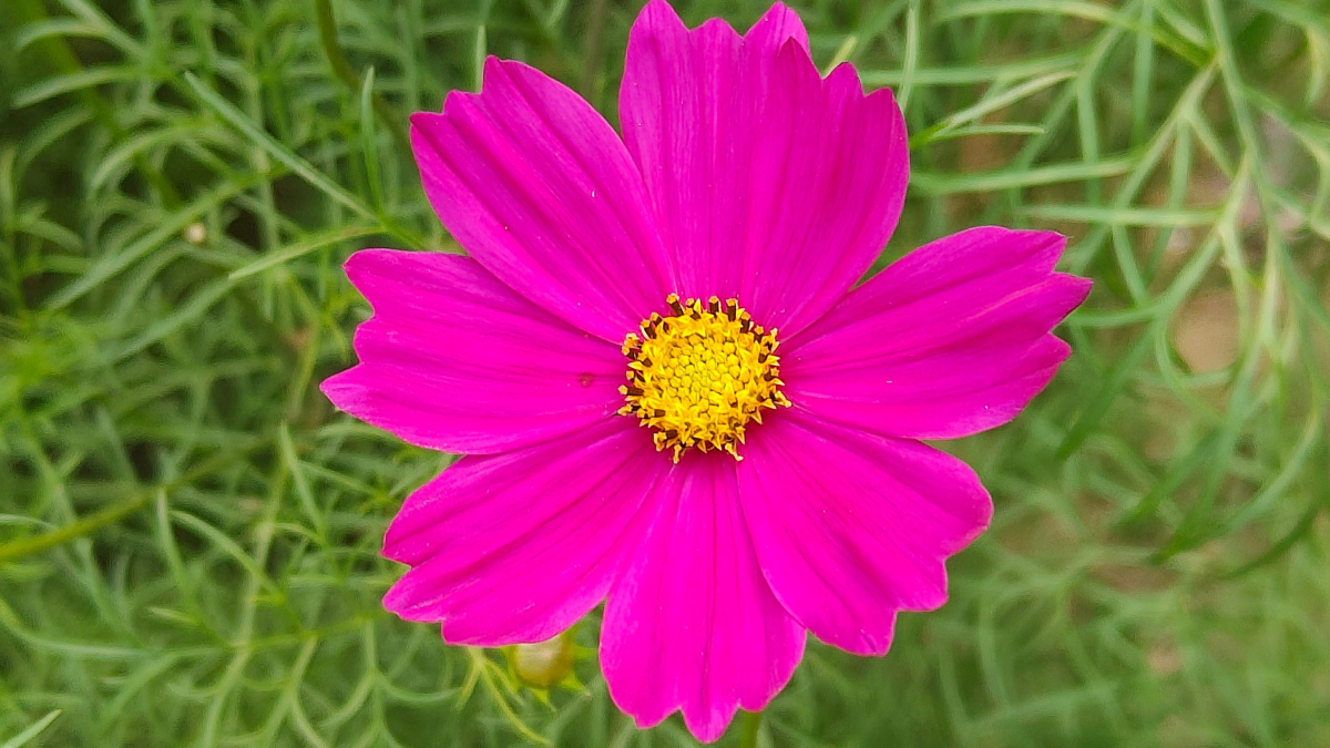A combinação entre fácil manutenção e floração abundante faz da cosmos uma das queridinhas dos jardineiros (Foto: Pexels)
