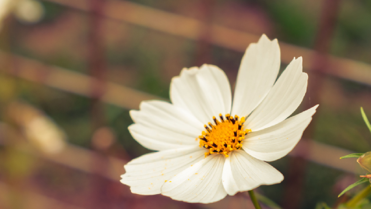 Com aparência delicada, a cosmos surpreende pela resistência ao calor e pela abundância de flores (Foto: Pexels)