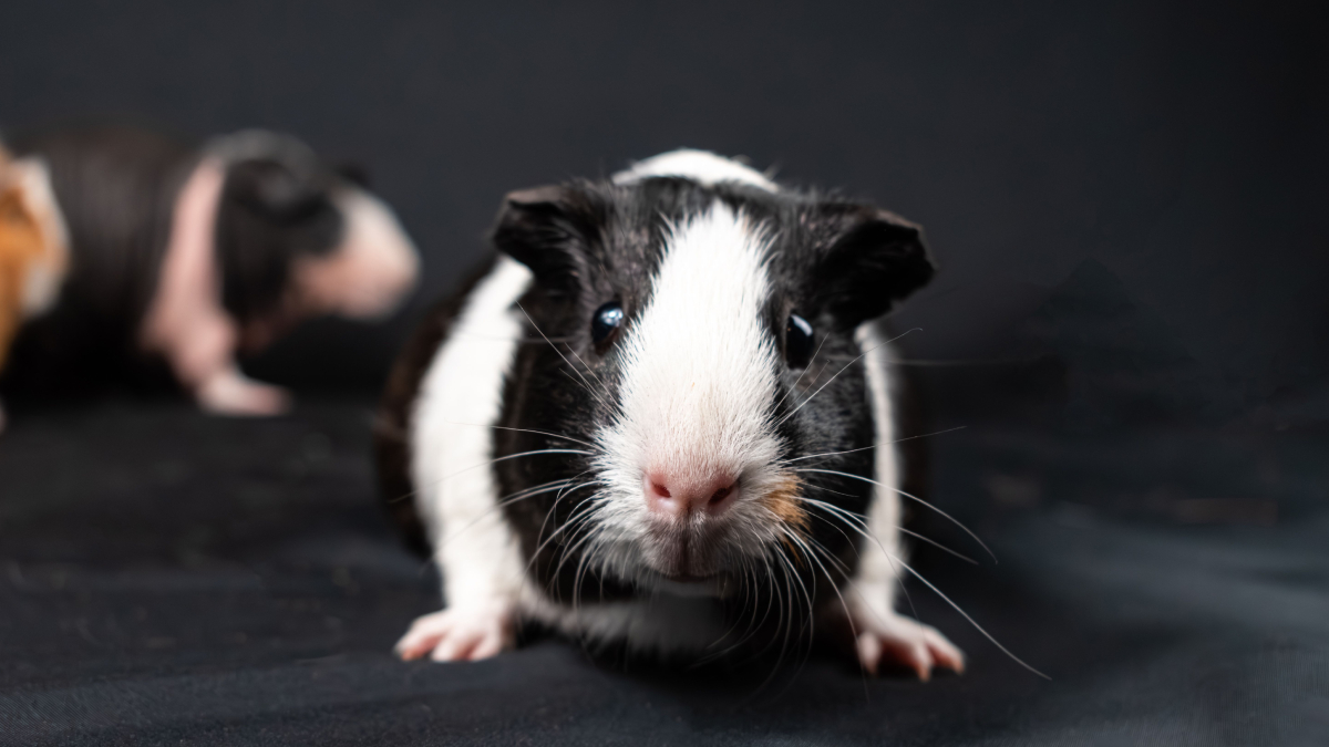 Os hamsters costumam ser mais ativos durante a noite e adoram explorar seu habitat (Foto: Pexels)