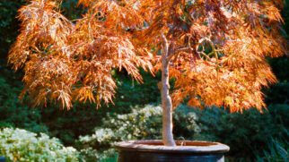 Com folhas que ganham tons avermelhados ao longo do ano, o bordo japonês é a escolha perfeita para quem busca charme e sofisticação em espaços pequenos (Foto: Pexels)