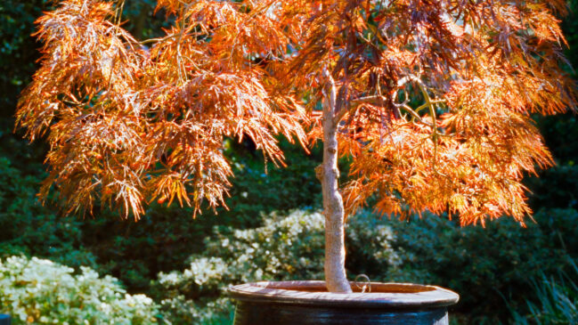 Com folhas que ganham tons avermelhados ao longo do ano, o bordo japonês é a escolha perfeita para quem busca charme e sofisticação em espaços pequenos (Foto: Pexels)