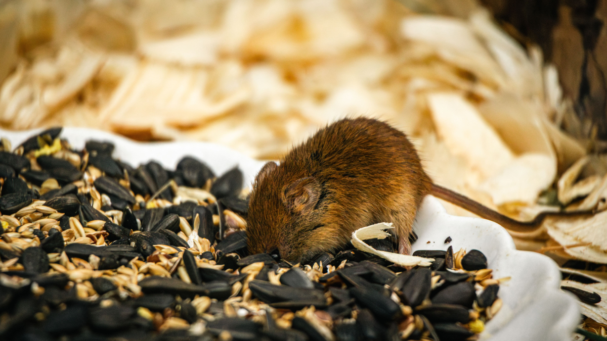 Com alimentação baseada em bromélias e hábitos discretos, o roedor desafia o conhecimento atual sobre a fauna sul-americana (Foto: Pexels)