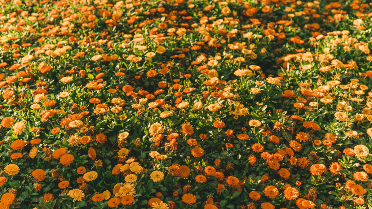 Com flores em tons de amarelo e laranja, a calêndula combina beleza ornamental e crescimento acelerado (Foto: Pexels)