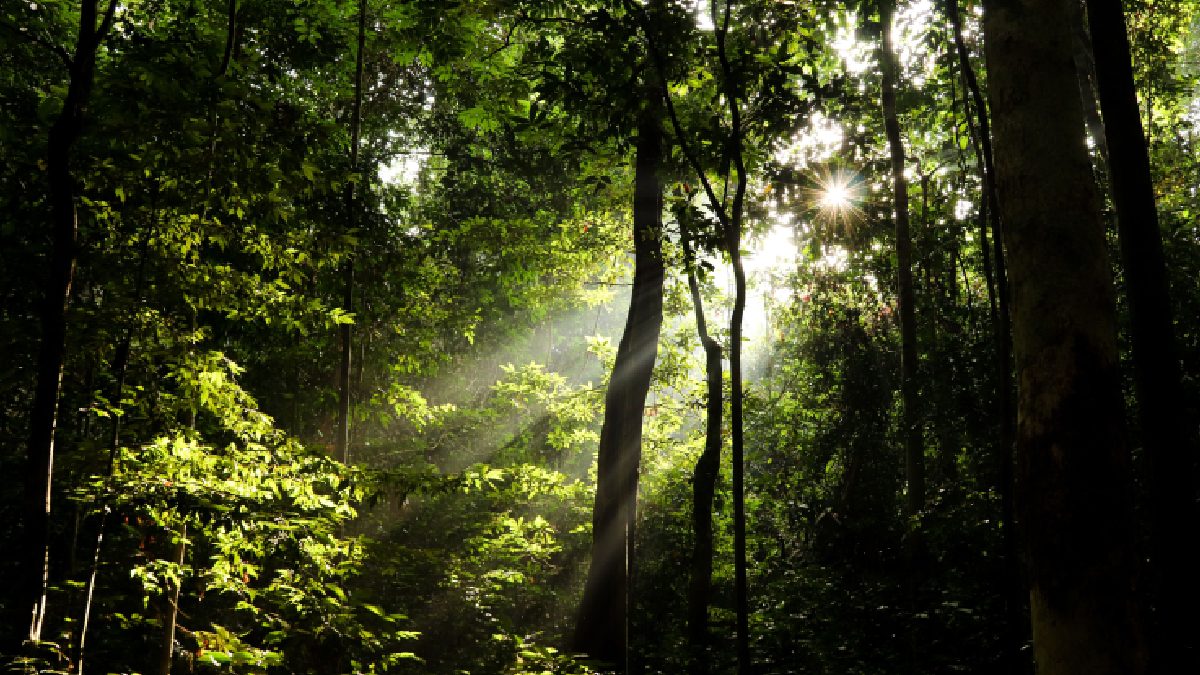 Estudo traz novas evidências sobre a capacidade das florestas de atuar como grandes reservatórios de carbono (Foto: Pexels)