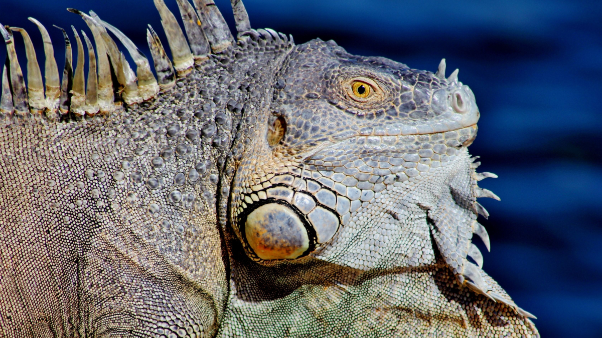 Com aparência pré-histórica, a iguana está entre os répteis mais admirados do mundo (Foto: Pexels)