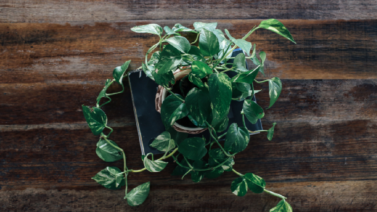 Além de embelezar a casa, cada planta oferece vantagens específicas para diferentes estilos de vida (Foto: Pexels)