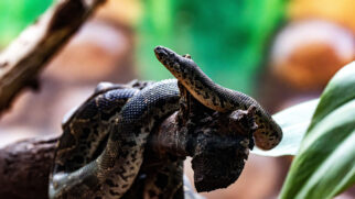 De coelhos e calopsitas a iguanas e jiboias, animais de estimação exóticos atraem cada vez mais brasileiros em busca de companhia fora do convencional (Foto: Pexels)