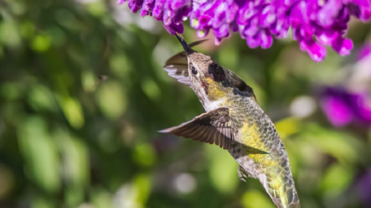 Conheça estratégias simples para aumentar a biodiversidade e deixar o jardim mais vibrante (Foto: Pexels)