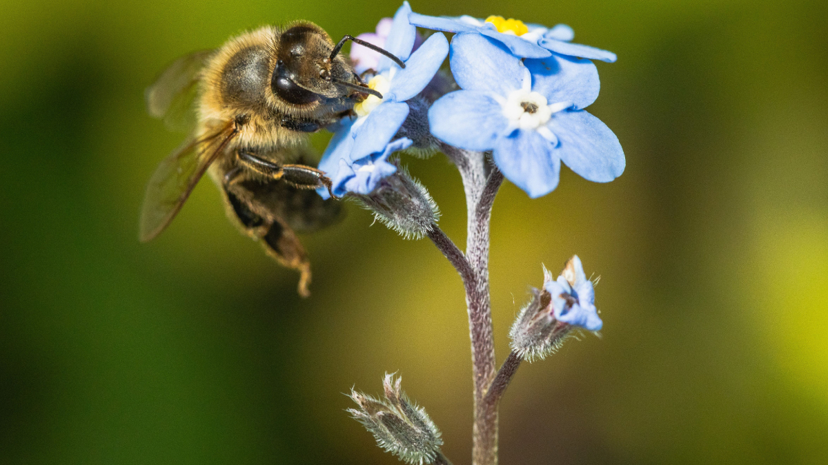 Além de mais flores e frutos, esses visitantes ajudam a manter o equilíbrio da natureza (Foto: Pexels)