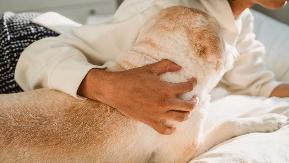 A relação entre humanos e pets vai além da companhia e pode influenciar até mesmo a forma como dormimos (Foto: Pexels)