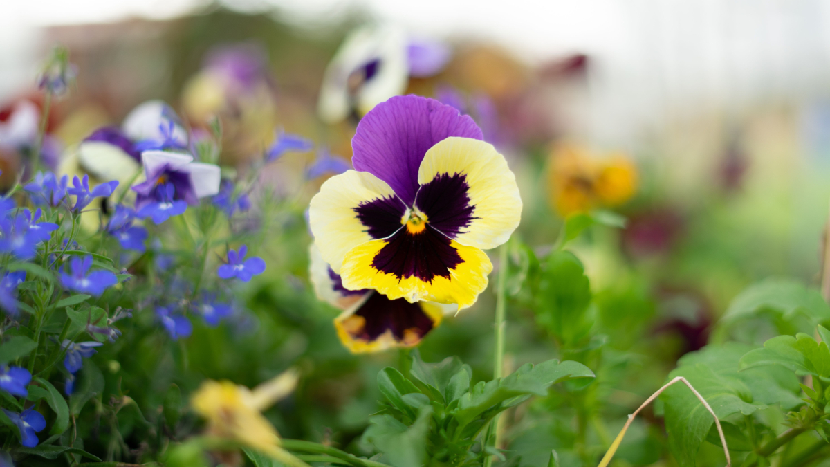 O amor-perfeito encanta pela variedade de cores e é uma excelente opção para vasos, jardineiras e bordaduras (Foto: Pexels)