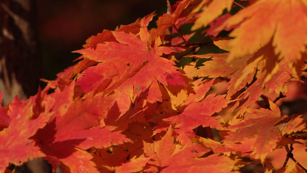 O bordo japonês chama atenção pelas folhas delicadas e pelos tons avermelhados que valorizam qualquer ambiente (Foto: Pexels)