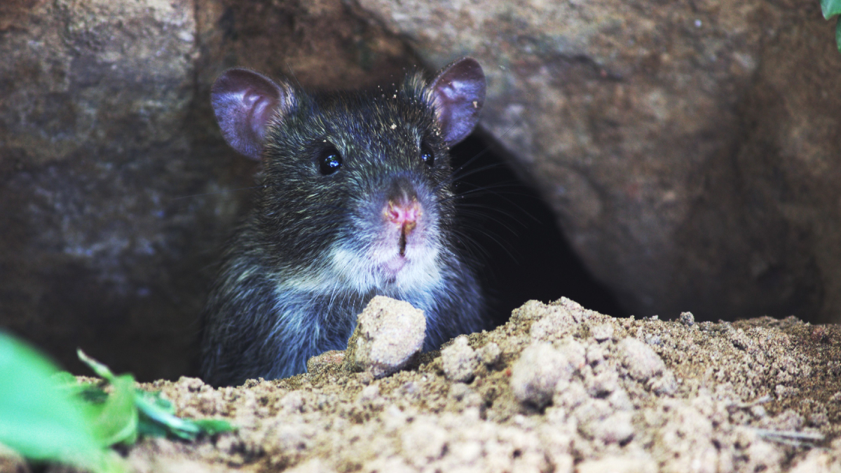 A descoberta reforça a importância dos parques nacionais para proteger espécies raras antes mesmo de serem conhecidas pela ciência (Foto: Pexels)