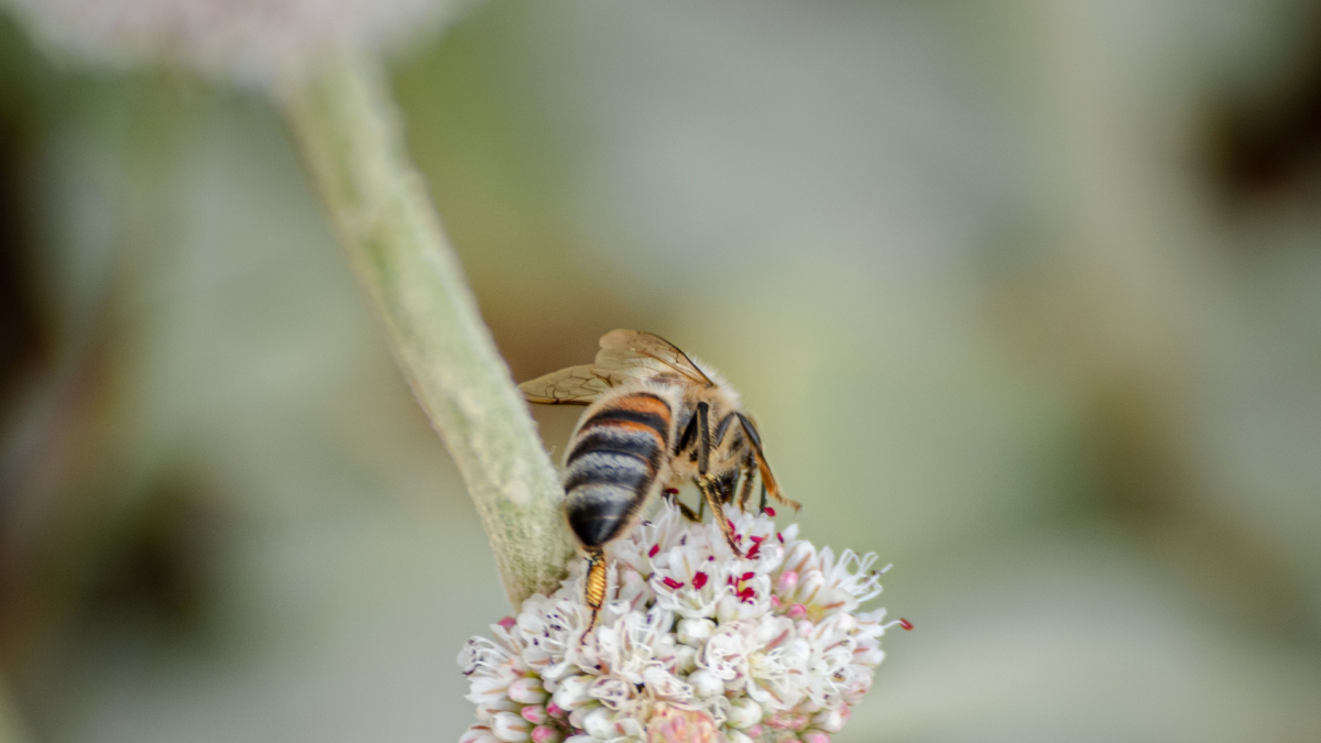 Estas plantas ajudam a atrair polinizadores e deixam o jardim mais saudável (Foto: Pexels)