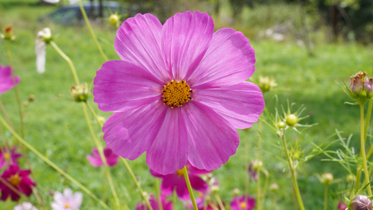 Delicadas e fáceis de cultivar, as flores de cosmos crescem rapidamente e atraem borboletas para o jardim (Foto: Pexels)