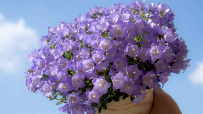 Delicada e aromática, a lavanda é uma das favoritas para compor ambientes de descanso (Foto: Pexels)