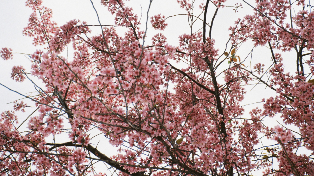 (Foto: Pexels)
