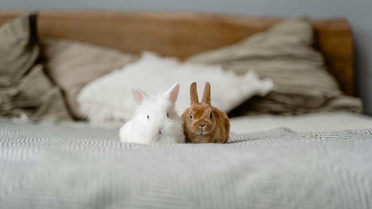 Coelhos são inteligentes, sociáveis e podem aprender até pequenos truques dentro de casa (Foto: Pexels)