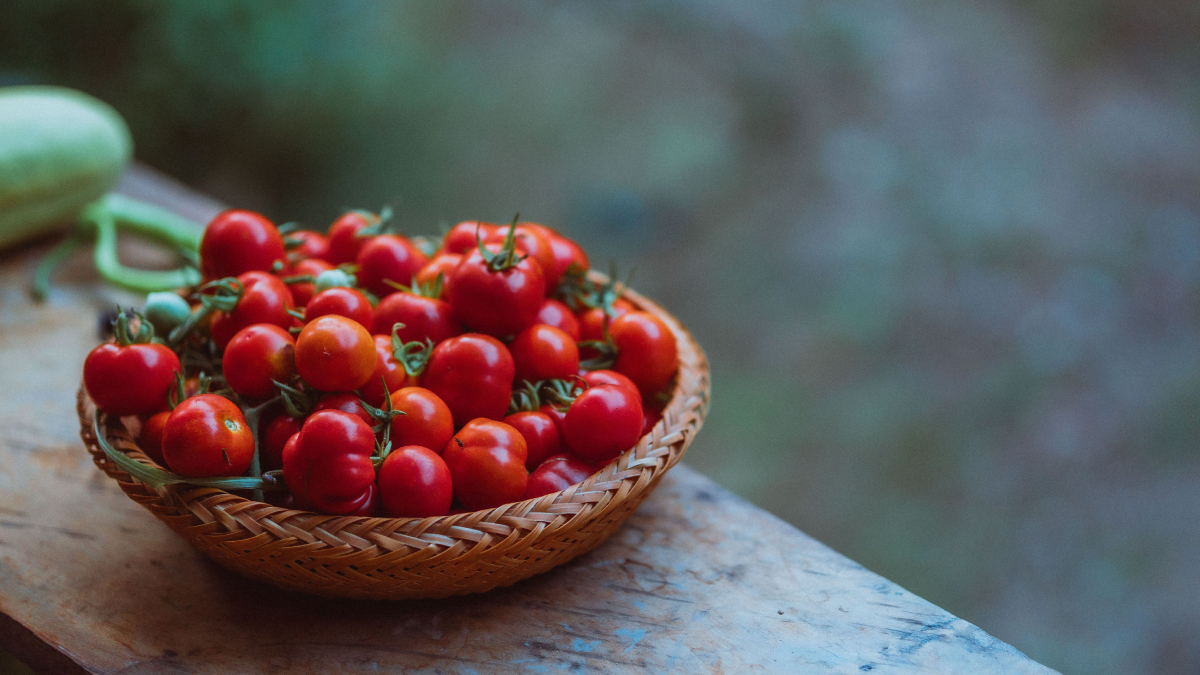 Além de econômico, plantar tomates em casa ajuda a garantir alimentos frescos e colhidos diretamente do vaso (Foto: Pexels)