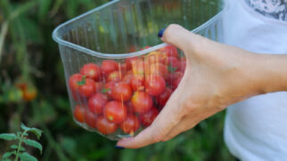 Fatias de tomate podem servir como ponto de partida para o cultivo de novos tomateiros em vasos (Foto: Pexels)