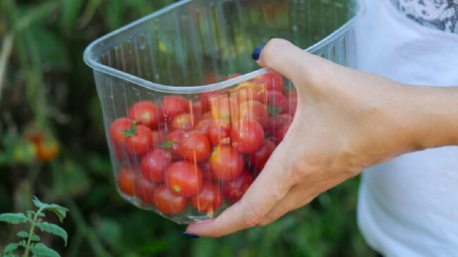 Fatias de tomate podem servir como ponto de partida para o cultivo de novos tomateiros em vasos (Foto: Pexels)