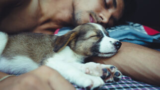 Especialistas explicam como a presença de cães e gatos pode influenciar a qualidade do sono, para melhor ou para pior (Foto: Pexels)