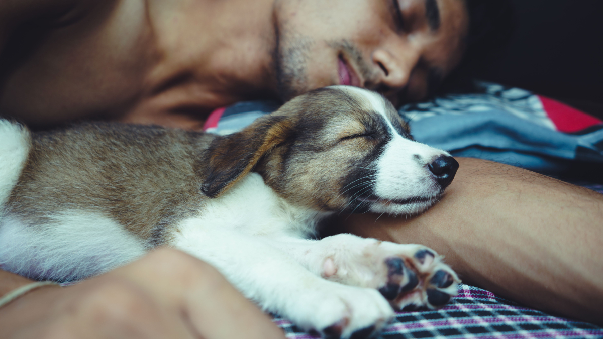 Especialistas explicam como a presença de cães e gatos pode influenciar a qualidade do sono, para melhor ou para pior (Foto: Pexels)