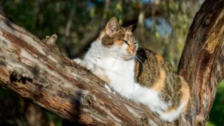 A superlotação da Ilha dos Gatos aconteceu por conta da ação humana (Foto: Freepik)