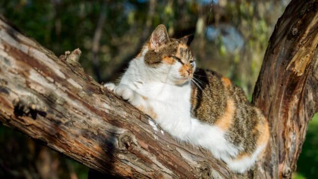 A superlotação da Ilha dos Gatos aconteceu por conta da ação humana (Foto: Freepik)