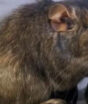 Nova espécie de mamífero descoberta na Argentina desafia a ciência