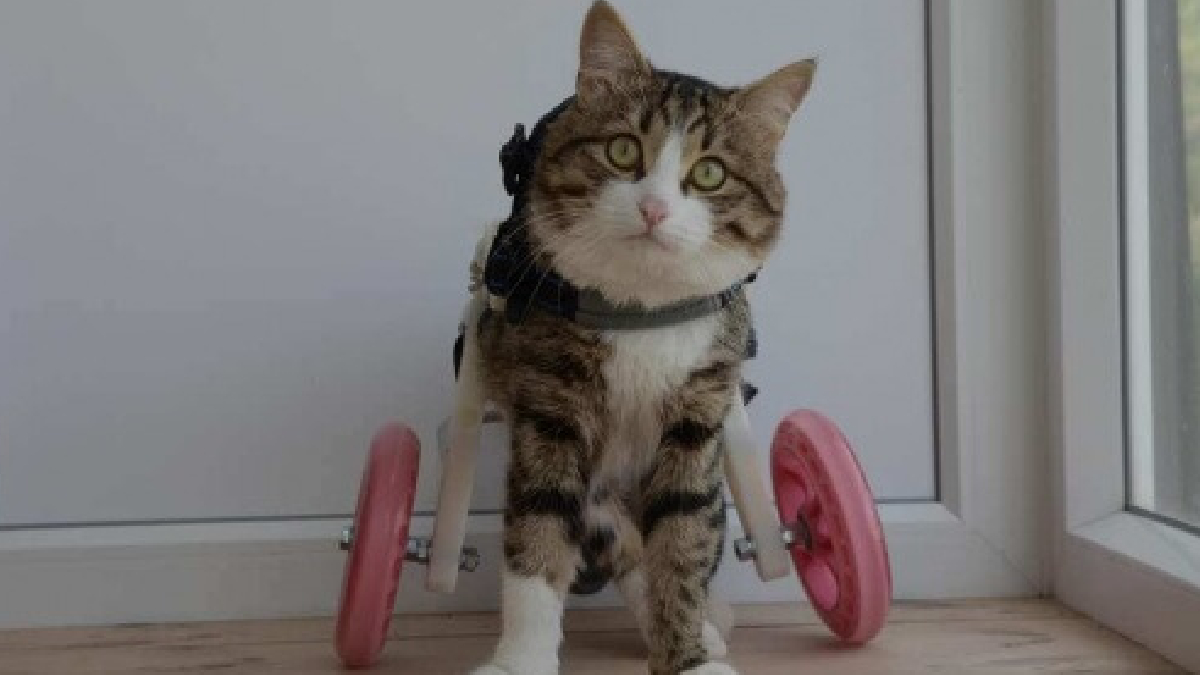 Ele perdeu os movimentos das patas traseiras, mas nunca perdeu a vontade de explorar o mundo (Reprodução: Instagram)