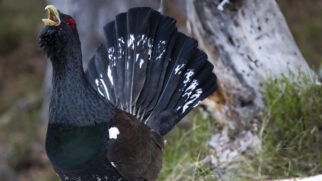 O urogallo cantábrico está entre as aves mais ameaçadas da Europa e hoje conta com menos de 300 indivíduos na natureza (Foto: Seobirlife.org)