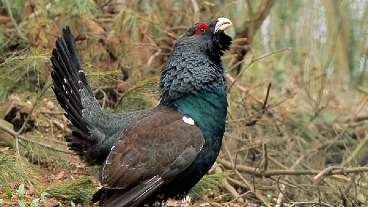 O monitoramento por GPS permitiu aos cientistas acompanhar o destino de cada exemplar reintroduzido na natureza (Foto: Seobirdlife.org)