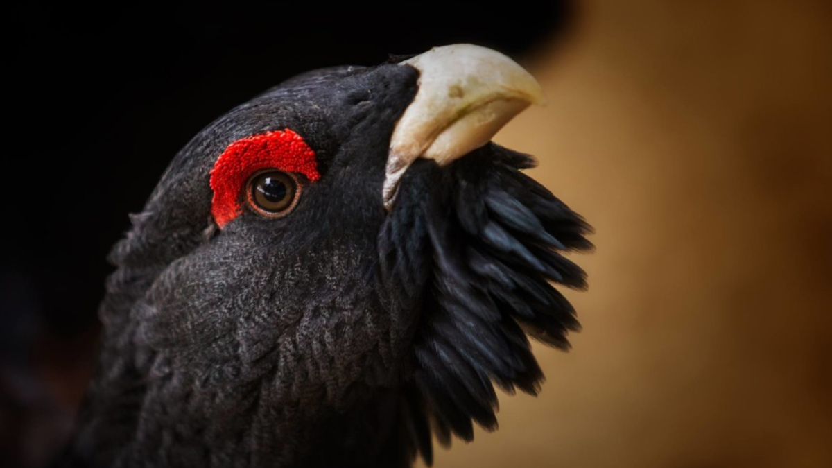 A espécie foi o foco de um projeto milionário de conservação que terminou com apenas uma sobrevivente entre 30 aves libertadas (Foto: Seobirdlife.org)