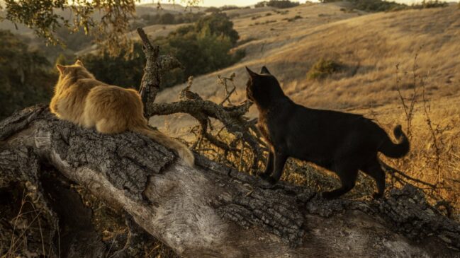 Os gatos dependem da ação de voluntários para sobreviver pois na ilha não há fontes de água potável (Foto: Freepik)
