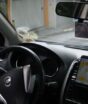 Uber e 99 têm alta de quase 200% no preço da corrida em jogo da Seleção