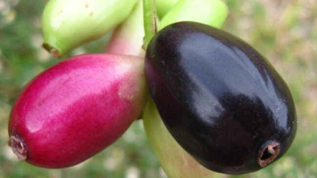 O jambolão passa por várias cores durante sua maturação: verde, vermelho, roxo e preto (Foto: Ton Rulkens/Flicker)