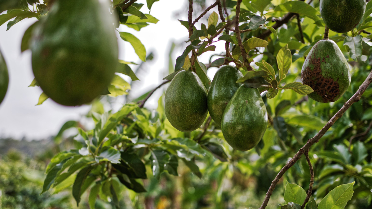 Além da cozinha, o caroço de abacate pode ser útil na jardinagem, na compostagem e até na decoração (Foto: matthias oben/ Pexels)