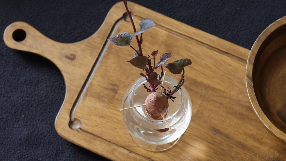 Cultivar um abacateiro em casa começa com um simples caroço e alguns cuidados durante a germinação (Foto: Phượng Lê/ Pexels)