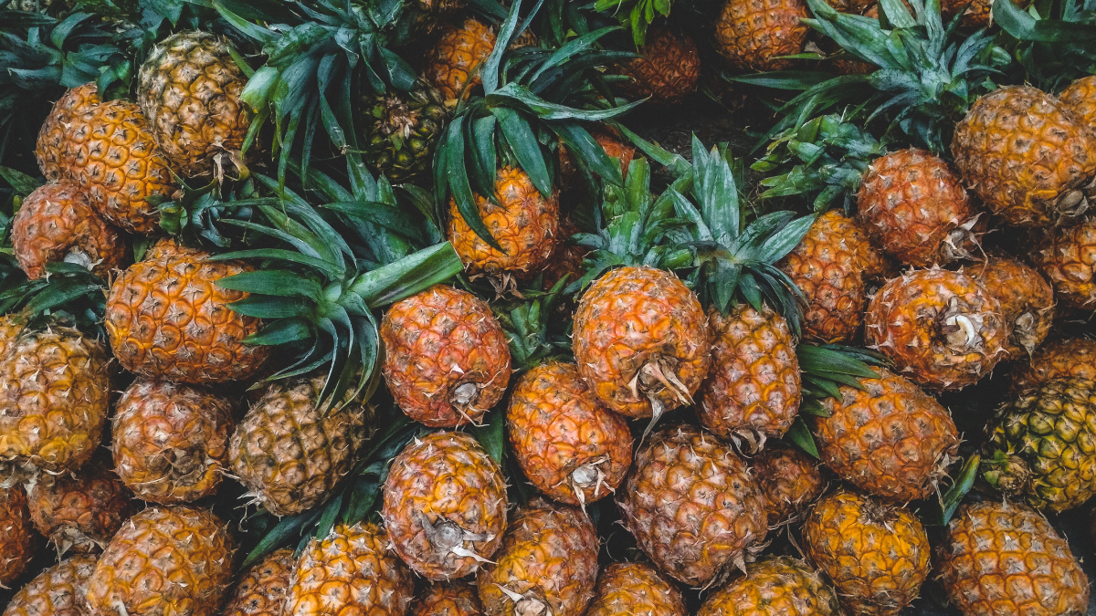 O cultivo do abacaxi é uma das principais atividades econômicas de Pombos, na Zona da Mata de Pernambuco (Foto: Carlo Martin Alcordo/ Pexels)