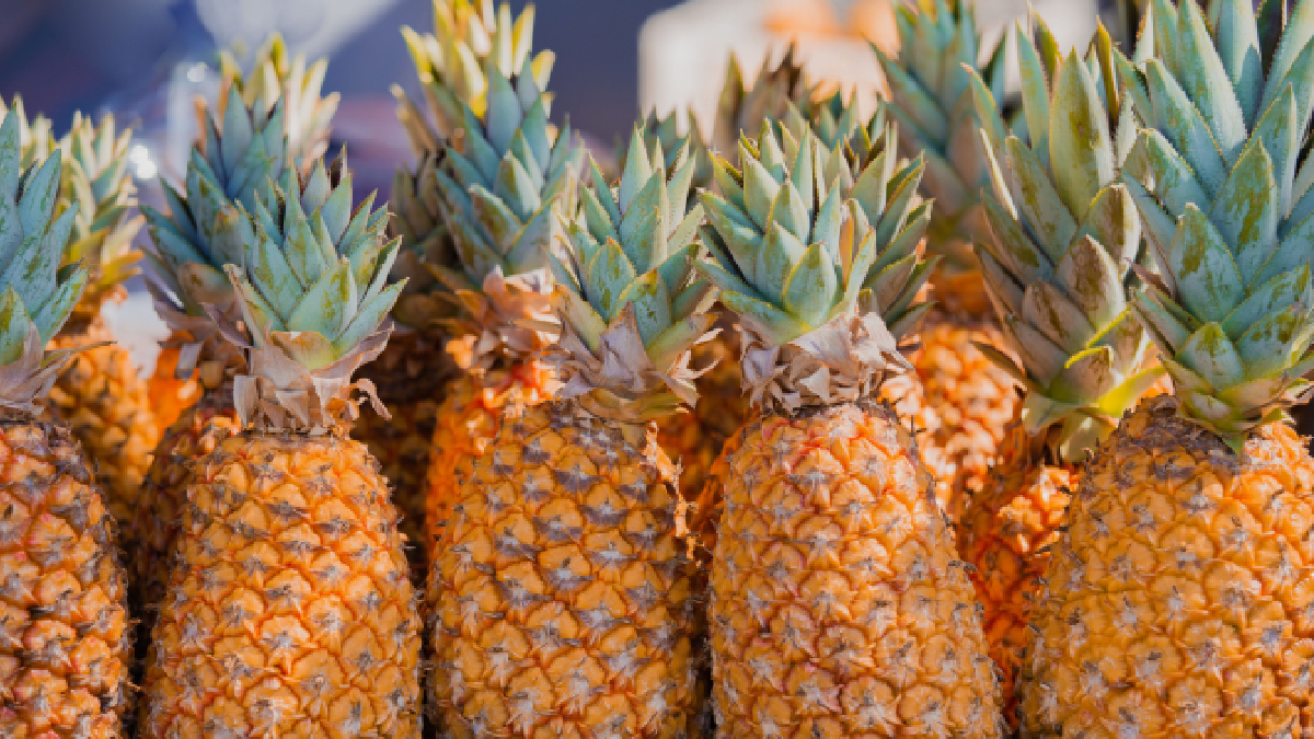 Com produção anual superior a 22 milhões de unidades, Pombos se destaca como referência no cultivo de abacaxi (Foto: Jobert Jamis Aquino/ Pexels)