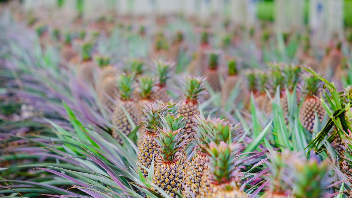 Conhecida como a capital do abacaxi, Pombos reúne clima e solo favoráveis para o cultivo da fruta (Foto: Kai-Chieh Chan/ Pexels)