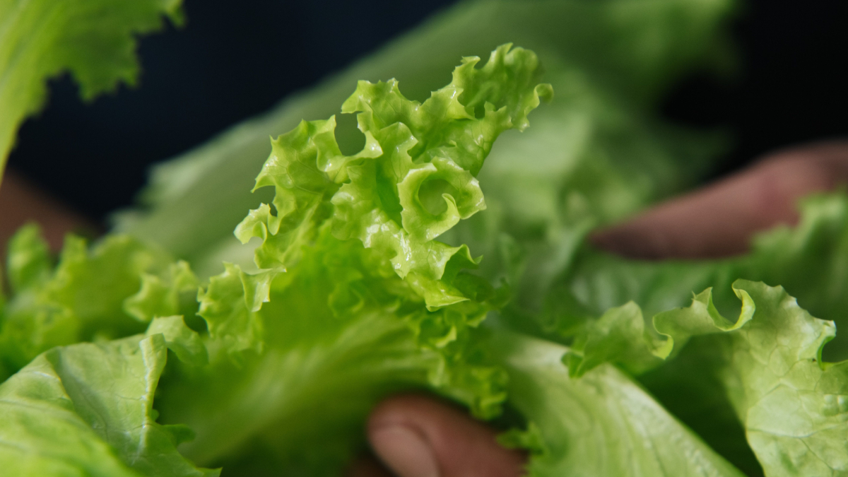 Além de nutritiva, a alface pode durar mais quando é conservada corretamente na geladeira (Foto: Ron Lach/ Pexels)