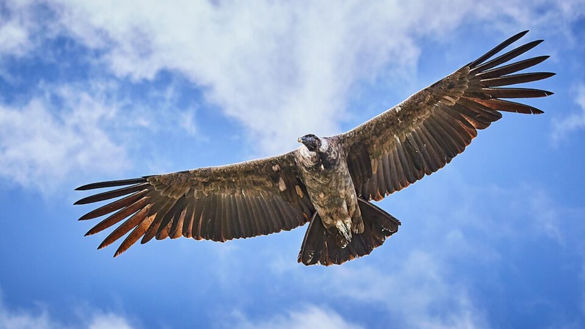 Andean condor (Foto_ Thomas Fuhrmann_Wikimedia Commons)