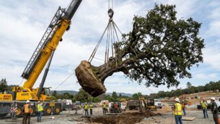 Imagina ter uma árvore de 500 anos no jardim de casa? Esse olivo de 6 toneladas passou por um transplante monumental para se tornar o coração desse projeto de luxo. (Foto: Reprodução IA)