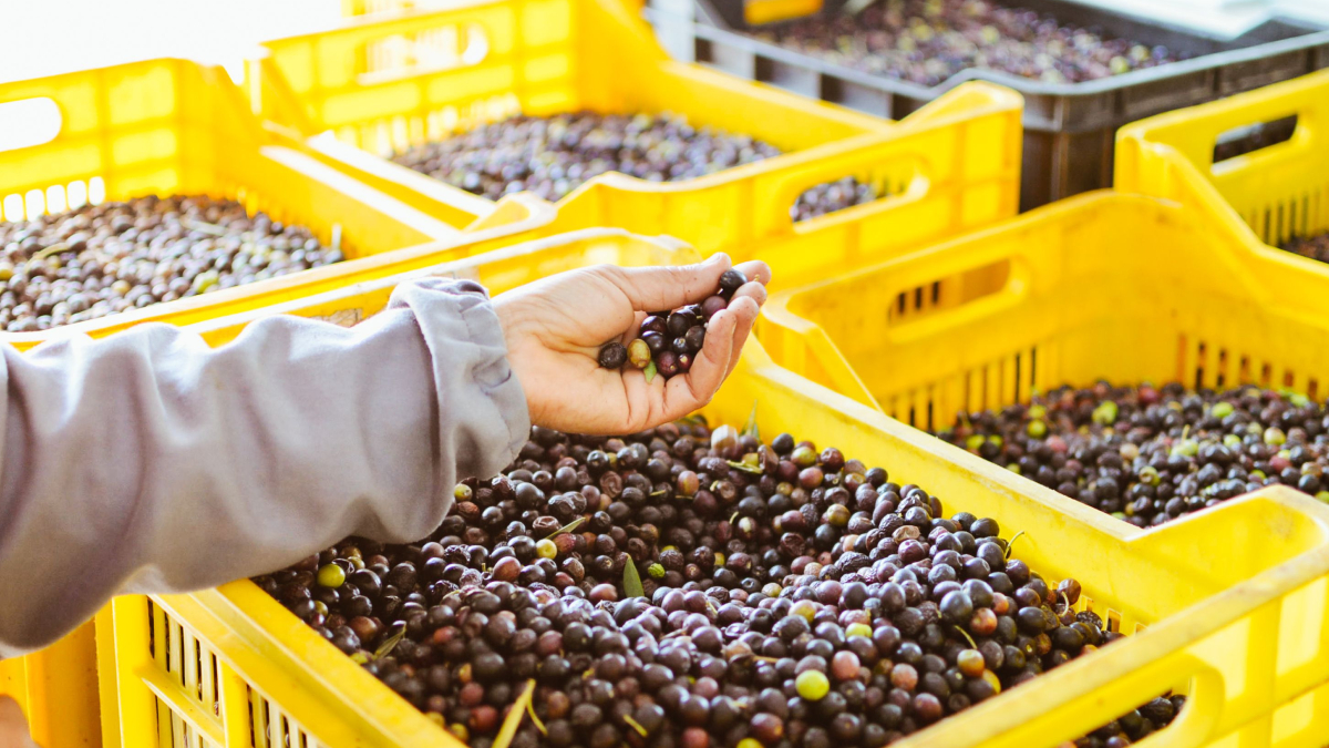 Novo asfalto ecológico reaproveita resíduos da produção de azeite para capturar carbono e aumentar a durabilidade das vias (Foto: Chermiti Mohamed/ Pexels)