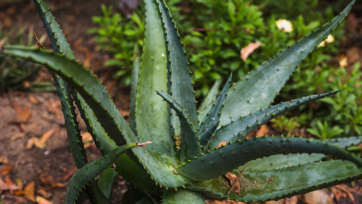 Babosa Aloe Vera 